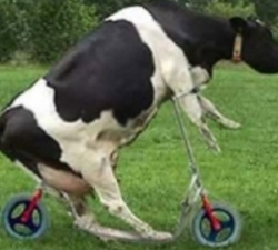 coww