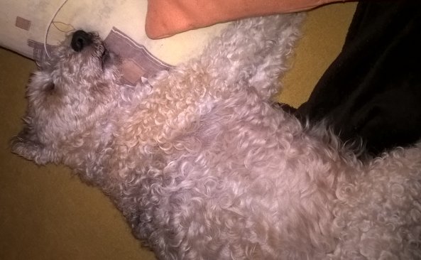 Balbinka uwielbiała spać na kanapie :) Od maleńkości ;)